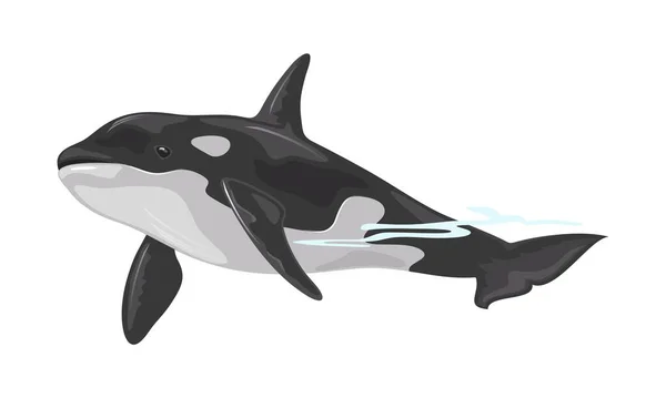 Killerwal oder Orca ist ein Zahntier mit schwarzem Rücken, das zur Familie der ozeanischen Delfine gehört. — Stockvektor