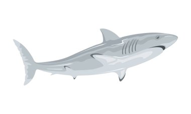 Great white shark is toothed predatory animal having grey dorsal area and robust, large, conical snout. clipart