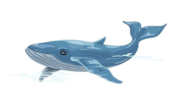 Ballena es mamífero marino placentario acuático con cuerpos fusiformes aerodinámicos y dos aletas . — Vector de stock