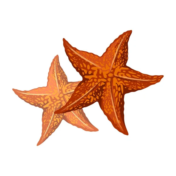 주황 불가사리 (Orange starfish) 또는 바다 별 (sea stars) 은 중앙 원반 과 다섯 팔을가진 해양 무척추동물이다. — 스톡 벡터