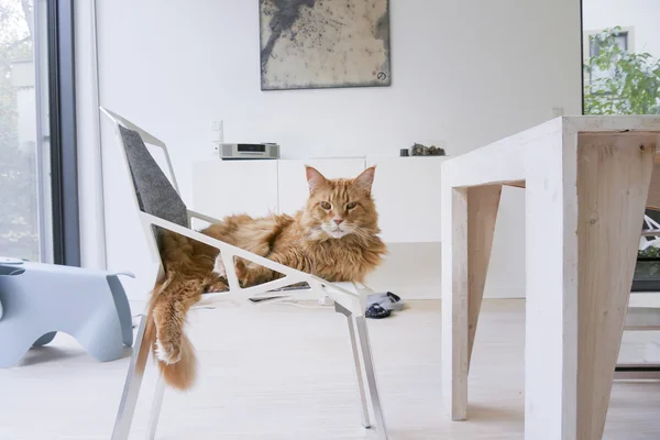 Ingwerkatze entspannt sich auf Stuhl — Stockfoto