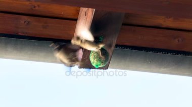 Kafes kuş besleyici ve gagalamayı kuşlar