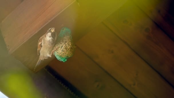 Maillage mangeoire d'oiseaux et cueillette d'oiseaux 3 