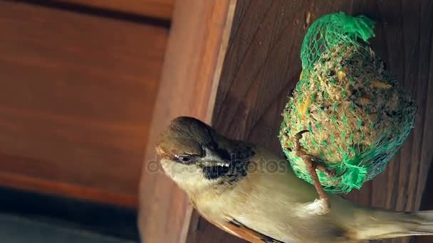 Bird and Green Mesh Bird Feeder — Stock Video