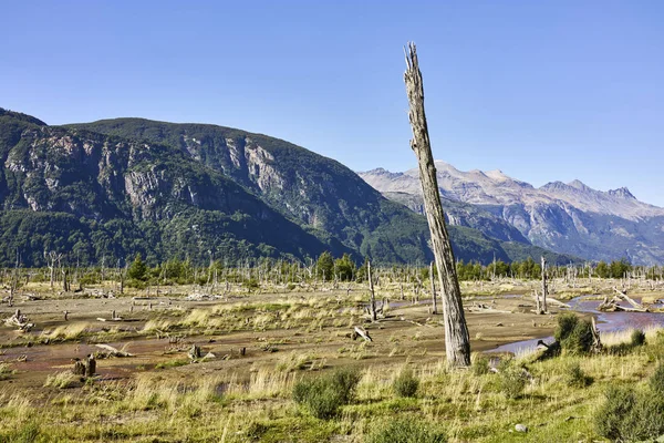 Parc national des Torres del Paine Montagnes et vie végétale — Photo