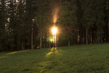 Orman ağaçları arasında ateşli gündoğumu