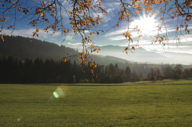 İnce dalları ve bir alan İsviçre Alpleri'nde sonbahar yaprakları. 
