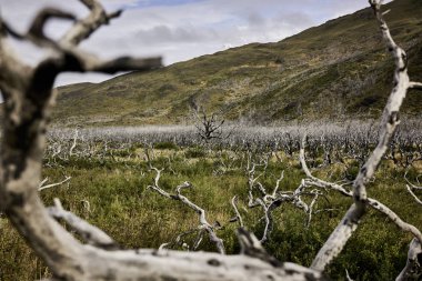 Ölü ahşap orman Patagonya ' 