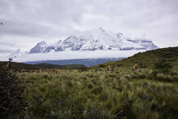 Torres del Paine dağlar ve çok sürüsü — Stok fotoğraf