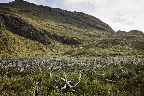 Forêt de bois mort en Patagonie — Photo