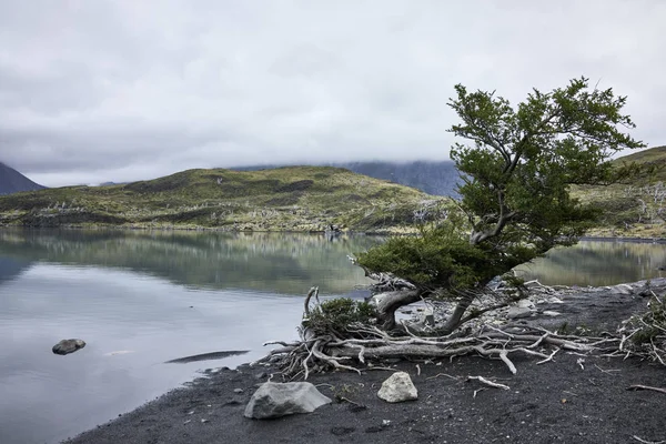 Patagonisches Seeufer — Stockfoto