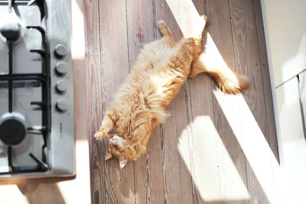 Ginger Cat Stretching on Wooden Floor — Stock Photo, Image