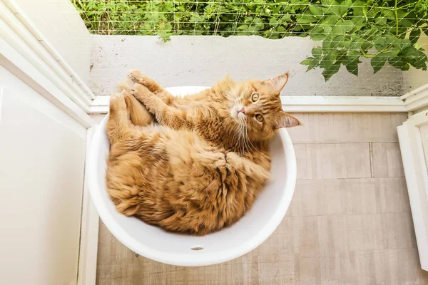 Ginger Cat Relaxing on Chair Overhead