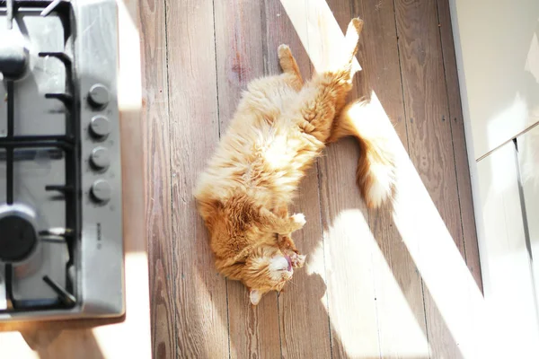 在木地板上伸展的生姜猫 — 图库照片
