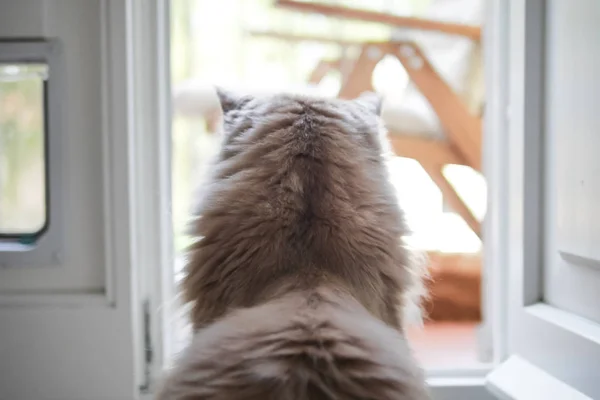 Main Coon Cat Rear View — Stock Photo, Image