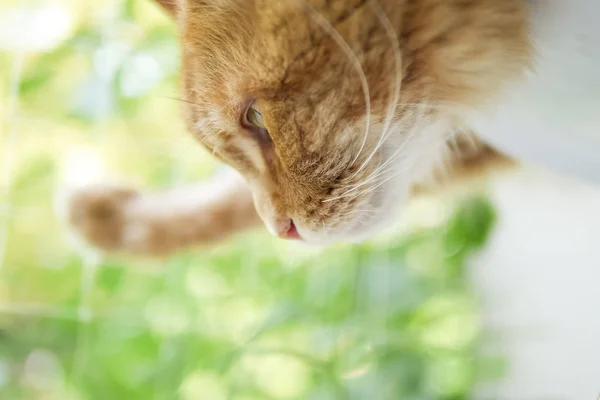 Katzengesicht-Profil starrt nach unten — Stockfoto