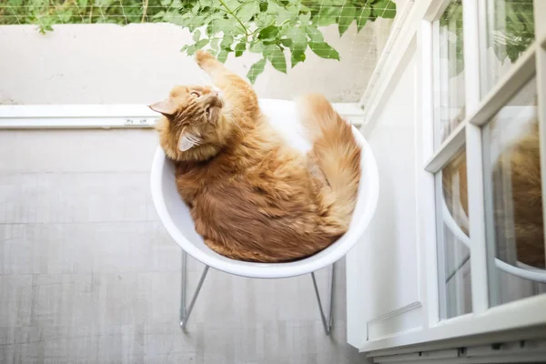 Ginger Cat relaks na leżaku nad głową — Zdjęcie stockowe