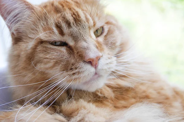 Maine Coon Katze Gesicht aus nächster Nähe — Stockfoto