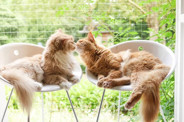 Pair of Maine Coon Cats Kissing — Stock Photo, Image