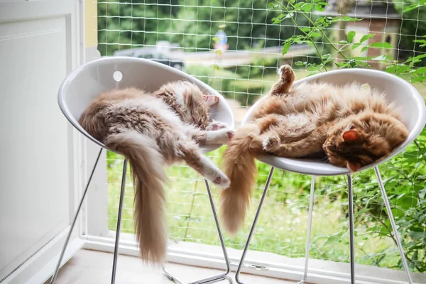 Para z Maine Coon koty rozciąganie w wysokie krzesła — Zdjęcie stockowe