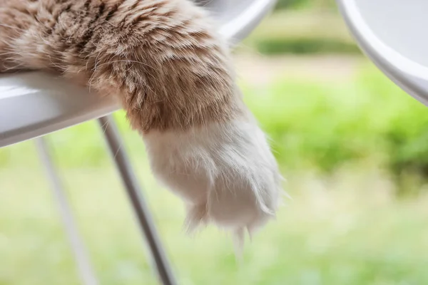 Gros plan sur Main Coon Cat Paw — Photo