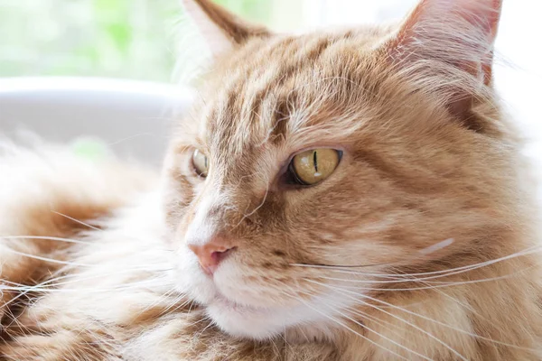 Main Coon Cat Face Looking Away Close Portrait — Stock Photo, Image