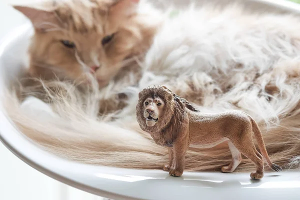 Kočka a plastová hračka Lev — Stock fotografie