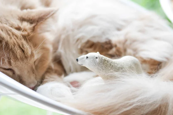 Sovande katt och plast isbjörn — Stockfoto