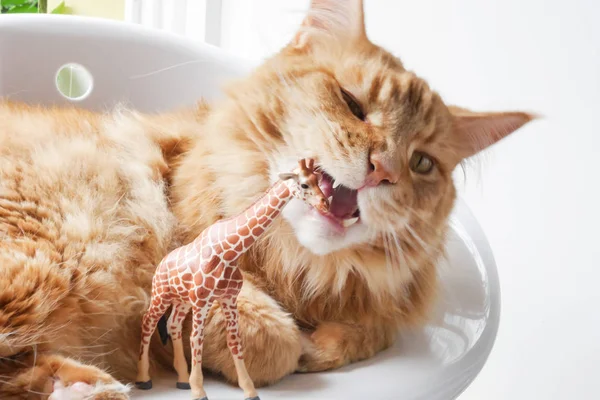 Katze Neben Einer Plastikgiraffe Liegend Mund Auf Fertig Zum Kauen — Stockfoto