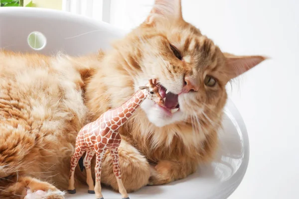 Kedi yanındaki plastik bir zürafa yalan. Ağız çiğnemek anık açık. Yakın çekim.