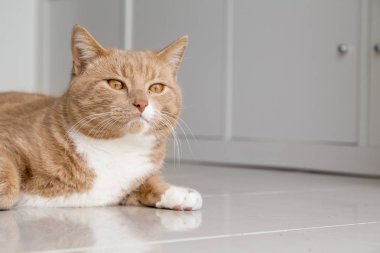 Zencefil tekir kedi salon yerde yatarken.