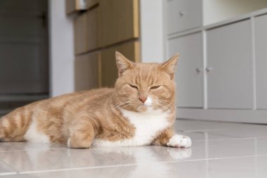 Zencefil tekir kedi salon yerde yatıyor. Kameradan uzak bakıyor. Solucan'ın bakışı. 
