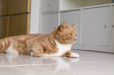 Zencefil tekir kedi salon yerde yatarken.