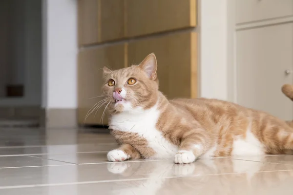 Ginger Tabby Lying Tiled Kitchen Floor Tongue Sticking Out Worm — Stock Photo, Image