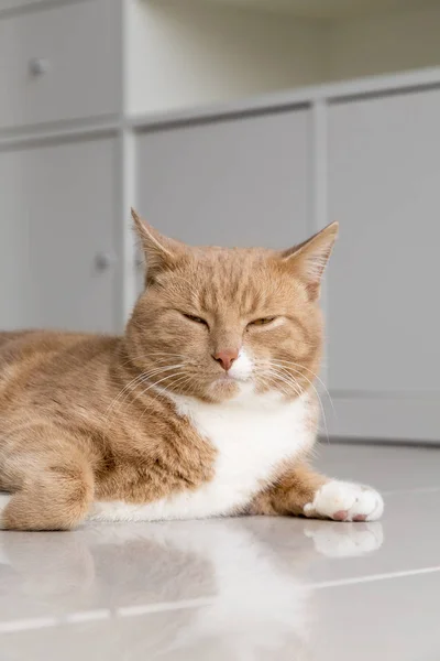 Imbir Pręgowany Kot Leżący Podłodze Salonie — Zdjęcie stockowe