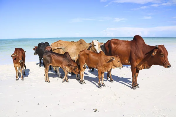 熱帯のビーチにある茶色の牛の群れ — ストック写真