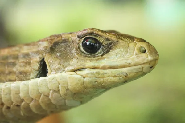 Střední zblízka zeleného hada v lese — Stock fotografie