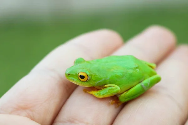 Groene kikker met gele ogen zittend op vrouwenhand — Stockfoto