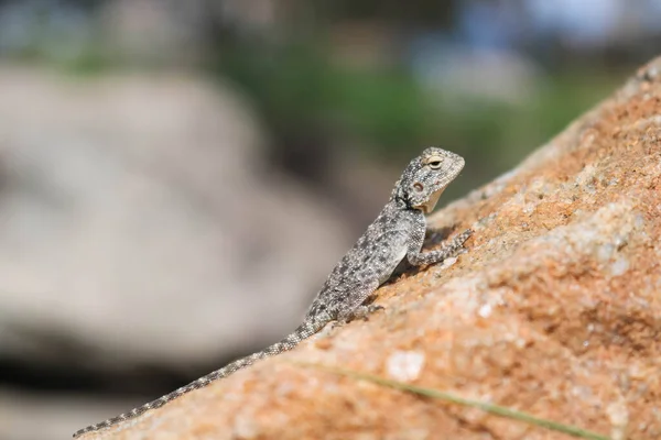 Экзотический геккон согревается в солнечный день — стоковое фото