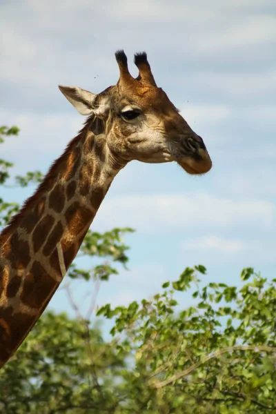 Cabeza mediana de una jirafa salvaje comiendo de un árbol — Foto de Stock