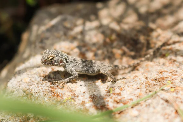 Exotic gecko warming up on a sunny day — Stockfoto