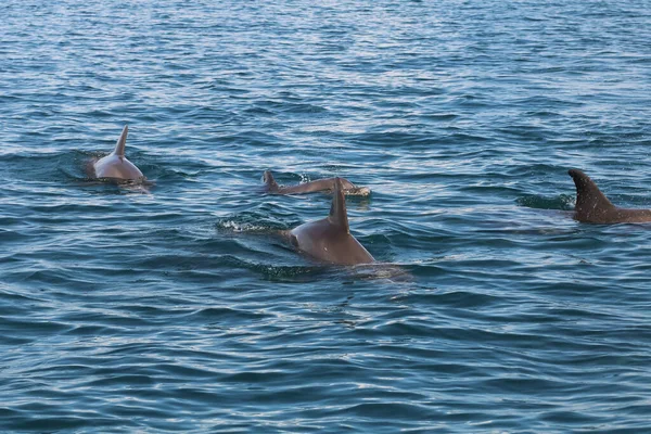 Gruppo di delfini che nuotano nel mare — Foto Stock