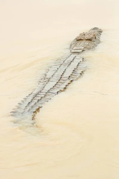 Cocodrilo peligroso en el río flotando hacia la siguiente presa — Foto de Stock