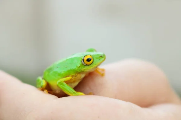 Groene kikker met gele ogen zittend op vrouwenhand — Stockfoto