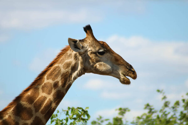 Medium headshot of a wild giraffe in Africa