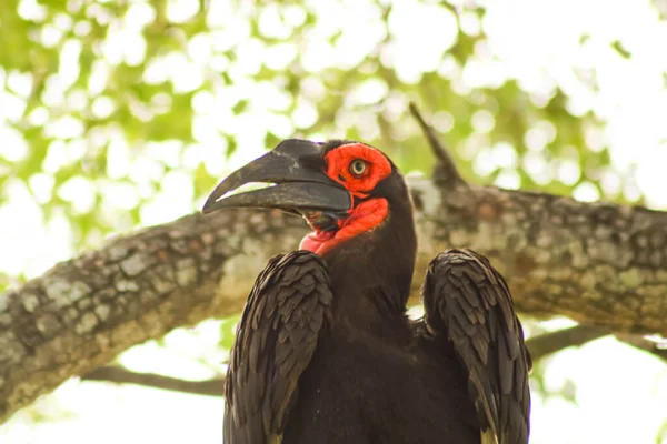 Pájaro exótico con la cara roja sentado en la rama del árbol — Foto de Stock