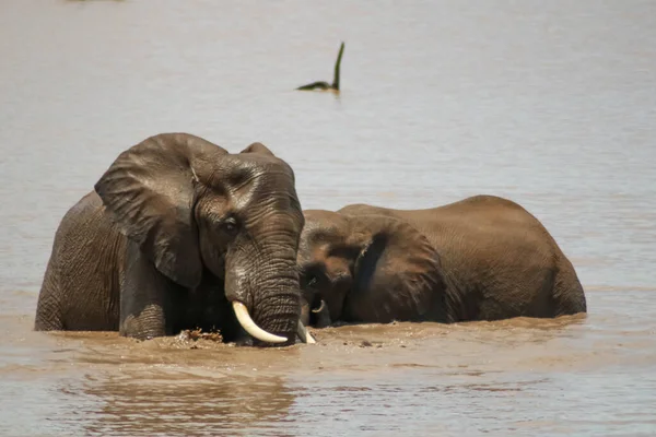 Stock image Young elephants playfully interact with each other in river