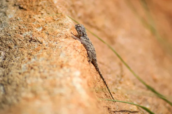 Экзотический геккон согревается в солнечный день — стоковое фото