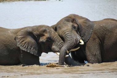Genç filler nehirde birbirleriyle şakalaşıyorlardı.