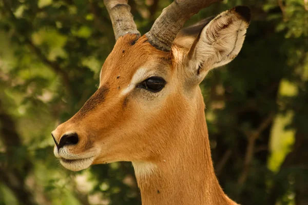 Γκρο πλαν του μεγαλοπρεπούς impala antilope βλέποντας να μην φάει — Φωτογραφία Αρχείου